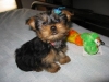 Two gorgeous Yorkie puppies remaining for adoption, Male and Female.